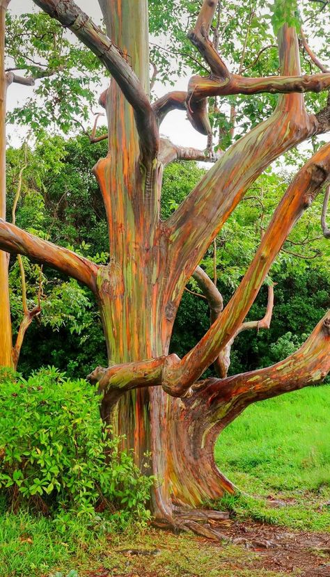 Places In Hawaii, Eucalyptus Deglupta, Rainbow Eucalyptus Tree, Rainbow Eucalyptus, Weird Trees, Eucalyptus Trees, Magical Tree, Rainbow Tree, Eucalyptus Tree