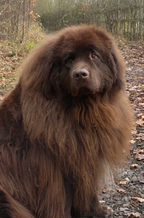 Paddy our Newfoundland Dog at the Saltwells Nature Reserve 2012 Dog Photos Funny, Brown Newfoundland Dog, Big Dogs Breeds, Biggest Dog In The World, Funny Dog Jokes, Biggest Dog, Newfoundland Puppies, Poodle Toy, Dog Valentine