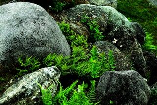 Woodland Rock Garden Garden Boulders, Rock Garden Ideas, Image Rock, Denver Botanic Gardens, Alpine Plants, Rock Gardens, Woodland Garden, Patio And Garden, Different Plants