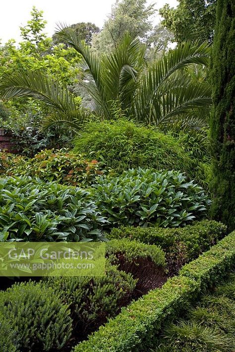 Box Hedge Border, Viburnum Hedge, Viburnum Davidii, Sweet Viburnum, Box Hedges, Box Hedging, Christchurch New Zealand, Green Border, Plant Photography