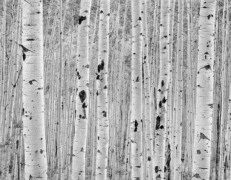 Aspen Decor, Impact Aesthetic, Aspen Grove, Modern Holiday Decor, Black And White Artwork, Aspen Colorado, Church Decor, Water Painting, Modern Holiday