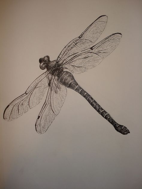 dragonfly study | Flickr - Photo Sharing! Tattoo Dragonfly, Possible Tattoo, Dragonfly Illustration, Dragonfly Images, Dragonfly Drawing, Dragon Flys, Dragonfly Painting, Dragonfly Tattoo Design, White Ink Tattoo