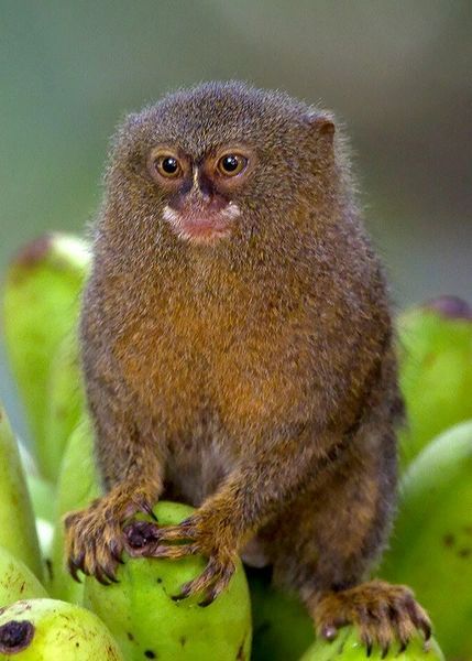 Finger Monkey, Pygmy Marmoset, Marmoset Monkey, Monkey Monkey, Squirrel Monkey, Monkey Pictures, Photos Aesthetic, Tropical Animals, Animal Print Wallpaper