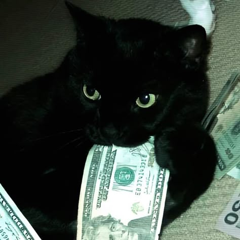 Black Cat Pictures, Black Cat Aesthetic, Money Cat, Cat Profile, Silly Cats Pictures, Cute Cats Photos, A Black Cat, Cute Black Cats, Cat Icon