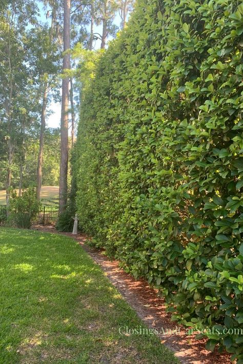 Sweet Viburnum Hedge Privacy Screens, Tall Privacy Hedge, Hopseed Bush Hedge, Patio Privacy Landscaping, Sweet Viburnum Hedge, Tall Bushes For Privacy, Privacy Bushes Along Fence, Tall Hedges For Privacy, Hedge Backyard