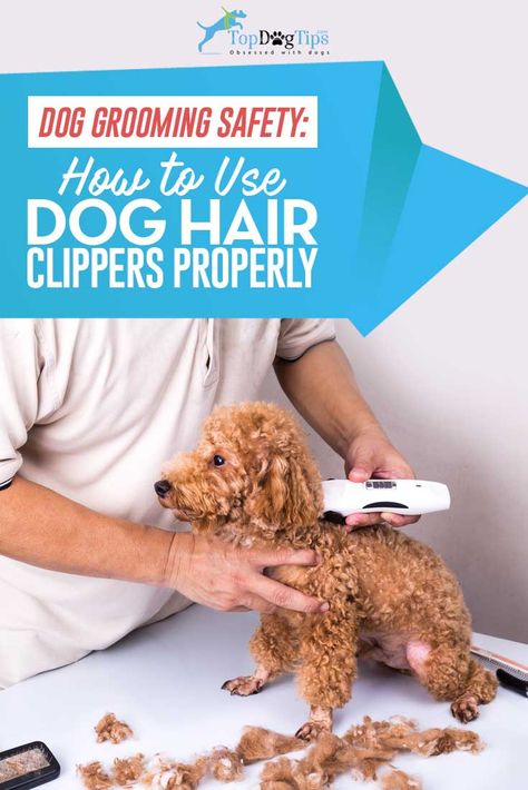 Dog Grooming Diy, Goldendoodle Grooming, Dog Grooming Styles, Dog Grooming Clippers, Dog Clippers, Dog Grooming Tips, Poodle Grooming, Dog Haircuts, Dog Cuts