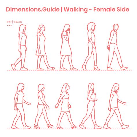 Assortment of women walking in side profile with various stances and walking positions. The average height of these females dressed in casual attire is set at 5’4” | 1.63 m. Multiple versions of detailed and outline silhouettes are available. Downloads online #design #humans #people #women Male Walking Reference, Side Walk Reference, Walking Human Figure Drawing, Walking Human Drawing, Walking Profile Reference, Male Walking Pose Drawing, Side Walking Pose, Walking People Drawing, Group Walking Reference