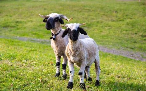 10 Black Faced Sheep Breeds with Pictures Black Nose Sheep, Black Faced Sheep, Suffolk Sheep, Sheep Shearing, Sheep Breeds, Black Nose, Doll Face, Sheep, First Time