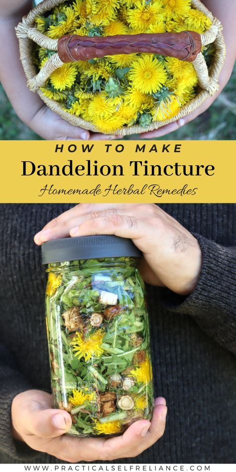 Dandelion Oil, Herbal Medicine Recipes, Herbal Remedies Recipes, Skincare Secrets, Magia Das Ervas, Herbal Tinctures, Herbal Recipes, Natural Healing Remedies, Healing Plants