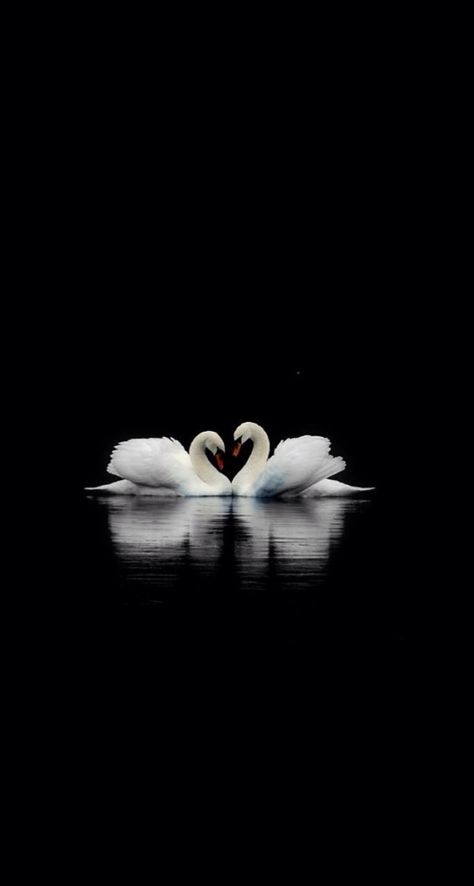 Animals With Black Background, Black Flowers Wallpaper, Swan Pictures, Swan Wallpaper, Phone Wallpaper Patterns, Couple Wallpaper, Phone Wallpaper Images, Flower Phone Wallpaper, Black And White Aesthetic