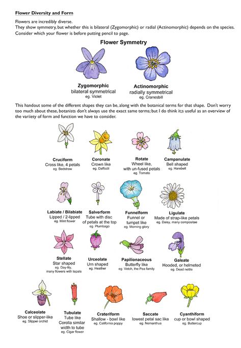 This handout shows some of the variety found in flowers.  First figure out if your flower has Zygomorphic or Actinomorphic symmetry; then look at the vast array of shapes it may be.  these #botanicalterms aren't hard and fast and different botanists use different ones; but it's a good place to start!  #flowerart #botanicalillustration #botany #flowerdiversity #flowerform #symmetry #sciart #learningbotany Horticulture Education, Flower Shapes, Art Description, Plant Science, Plant Identification, Flower Names, Botanical Painting, Celebration Quotes, Botanical Drawings