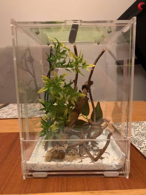 Jumping Spider Enclosure, Spider Enclosure, Terrarium Tank, Jumping Spiders, Stick Insect, Jumping Spider, Board Ideas, Spiders, Terrarium