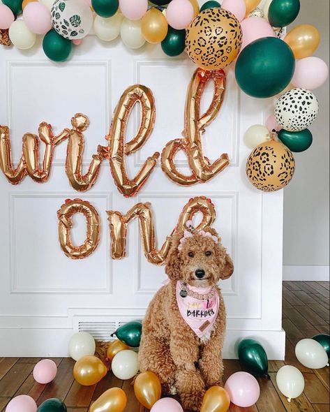 Wild One Dog Birthday, Dog 1st Birthday Photoshoot Ideas, Dog One Year Birthday Photos, Birthday Party For Dogs Ideas, Dogs First Birthday Photo Shoot, Dog Turns 1, First Birthday Dog, Dog Birthday Photoshoot, Dog Birthday Pictures