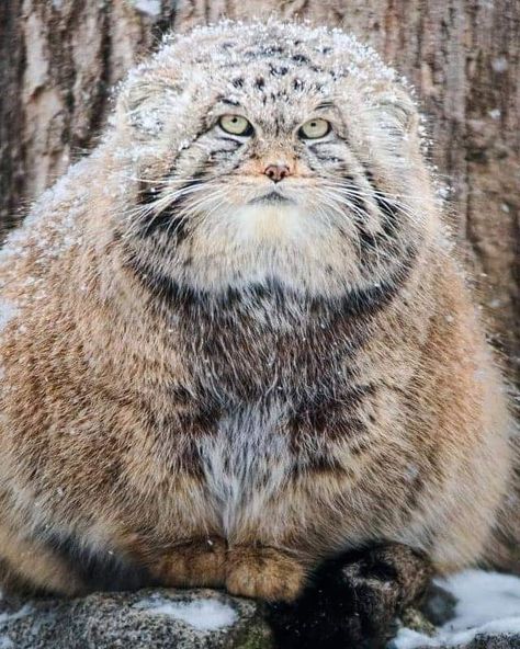 Exotic Cat Breeds, Manul Cat, Pallas Cat, Absolute Unit, Regard Animal, Small Wild Cats, Pallas's Cat, Rare Cats, Exotic Cats