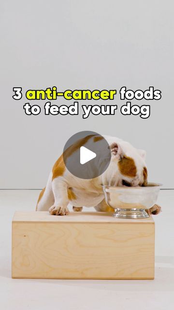 Cherry Hoggs | Dog Training on Instagram: "3 anti-cancerous foods for you dog ❤️

🥥 Coconut oil
A fuel station for your pup. Packed with electrolytes, it’s a natural energy boost for your dog. Its medium-chain triglycerides (MCTs) offer protection against age-related cognitive decline. Thanks to MCTs like lauric acid, coconut oil also boasts antimicrobial and antifungal properties.

🫐 Blueberries
a.k.a. The King of Antioxidants. Packed with anthocyanin, which is the plant compound behind the blue color and numerous health perks. They’re a blessing for your dog’s heart, bones, blood pressure, cancer prevention, and brainpower. Also, they’re loaded with iron, phosphorus, calcium, magnesium, manganese, zinc, and vitamin K to help your pup thrive.

🍁 Hemp seeds
These are a powerhouse of ess