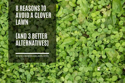 I've provided you with 8 solid reasons to avoid a clover lawn, but let's take a look at some alternative lawn popular choices. Chamomile Lawn, Grass Seed Types, Lawn Striping, Clover Lawn, Replace Lawn, Grass Alternative, Creating A Garden, Clover Seed, Small Backyards