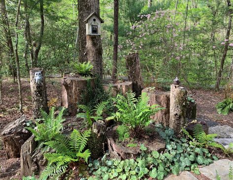 Small Natural Garden Ideas, Garden Ideas Uk, Shade Garden Design, Ferns Garden, Missouri Botanical Garden, Fine Gardening, Evergreen Plants, Wildlife Gardening, Forest Garden