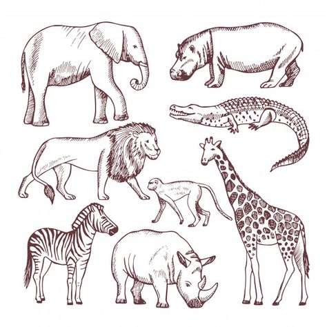 Différents animaux de savane et d'afriqu... | Free Vector #Freepik #freevector #freemain #freenature #freecaractere #freedessin-anime Africa Safari Clothes, African Nature, Cartoon Hippo, Animal Line Drawings, Safari Art, Different Animals, Africa Animals, Wild Safari, Africa Do Sul