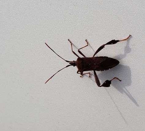 Kissing Bug on my Car  Cape May   Nov 21st 2019 Kissing Bug, Slug Bug Car Aesthetic, Pretty Beatles Bug, Bugs In Amber, Bugs Under Microscope, Stomach Bug Meme, Cape May, My Car, Dragonflies