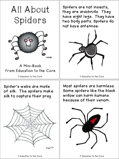 Education to the Core: Spiders: A FREE Mini-Book and Writing Reflection Anansi The Spider Activities, Spider Lessons, Spiders Preschool, Spider Unit, Spider Fact, The Very Busy Spider, Spider Activities, Reading Fluency Passages, Spider Book