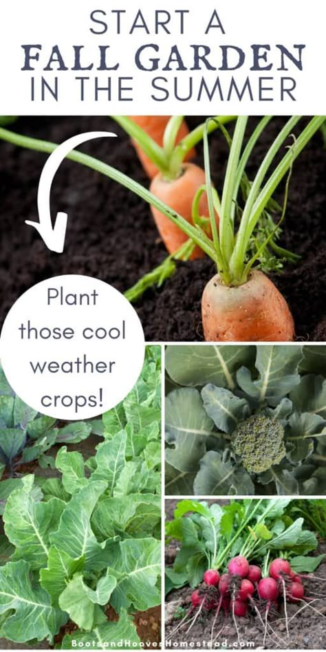 Garden Planting Guide, Fall Gardening Ideas, Fall Garden Planting, Fall Vegetables To Plant, Fall Crops, Tattoo Plant, Fall Planting, Planting Guide, Ideas Garden Design