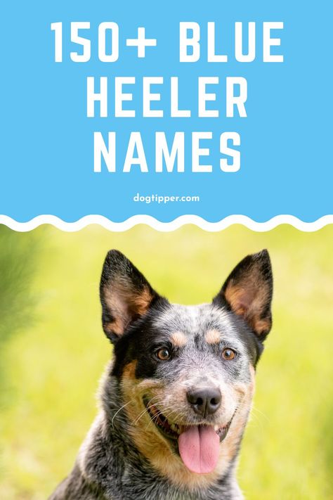 Blue Healers Dog, Blue Heeler Puppy Names, Puppy Girl Names, Puppy Names Unique, Boy Puppy Names, Australian Heeler, Girl Dog Names Unique, Puppies Names Female