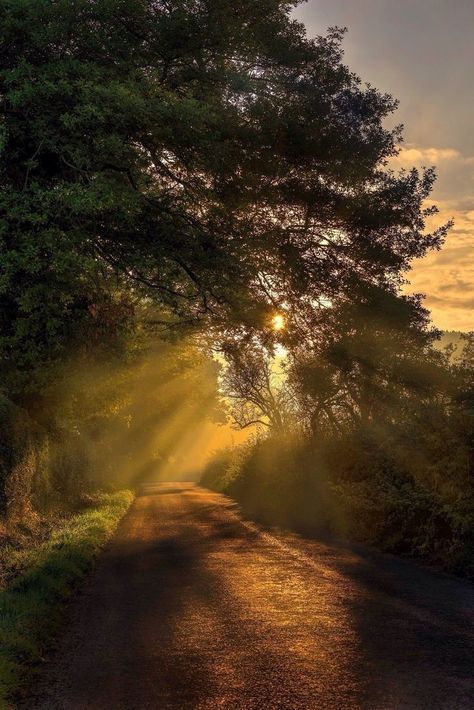 Forest Sunset, Beautiful Scenes, Dirt Road, Take A Walk, Alam Yang Indah, Country Road, Nature Aesthetic, Fantasy Landscape, Amazing Nature