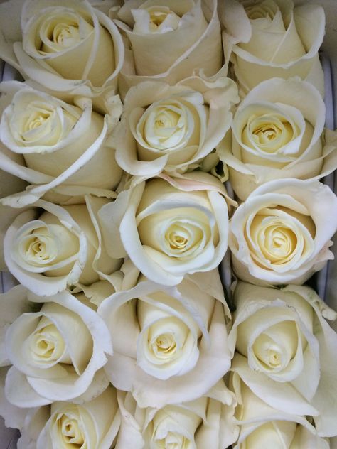 White "Tibet" Roses Florist Supplies, Orange Wedding, All Flowers, Tibet, Styled Shoot, White Flowers, Roses, Orange, Plants