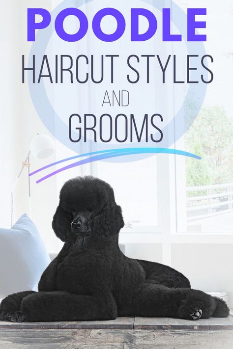 Expert groomer explains all the main Poodle Haircut and Grooming Styles - Show trim, lamb, miami, sporting trim or kennel cut, pom pom, German, and the teddy bear. Standard Poodle Puppy Cut, Standard Poodle Teddy Bear, Poodle Teddy Bear Cut, Standard Poodle Cuts, Poodle Puppy Cut, Standard Poodle Grooming, Standard Poodle Haircuts, Toy Poodle Haircut, Poodle Haircuts