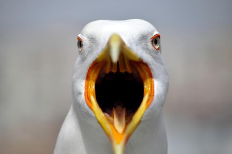 Angry Seagull, Unusual Animals, Rats, Brighton, Fish, Animals