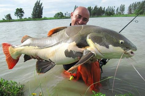 Giant Redtail Catfish Red Tail Catfish, Giant Catfish, Catfish Fishing, Cool Fish, Fishing Pictures, River Fishing, Small Tank, Types Of Fish, Catfish