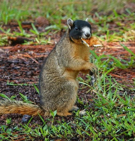 Upland Fox Squirrel from Baldwin County, AL, USA on July 16, 2020 by ernesthwilliams. NUMBER: 20200716 SPECIES: Fox Squirrel, Sciurus niger Linnaeus, 1758 VARIETY: Upland Fox Squirr... Squirrel Pictures, Fox Squirrel, Cute Squirrel, Favorite Animals, July 16, Zoology, Squirrels, Chipmunks, Wild Animals