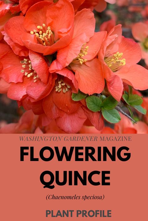 Flowering Quince (Chaenomeles speciosa) is one of the earliest blooming shrubs in spring. The blossom colors can be peachy-orange, red, pink, or white. Note that Flowering Quince is not the same plant as the larger, fruit-bearing quince tree (Cydonia oblonga). See more at -https://washingtongardener.blogspot.com/2021/03/plant-profile-flowering-quince.html Quince Plant Shrubs, Flowering Quince Landscape, Flowering Quince Shrub, Quince Shrub, Chaenomeles Speciosa, Garden Area Ideas, Blooming Shrubs, Quince Tree, Garden In A Pot