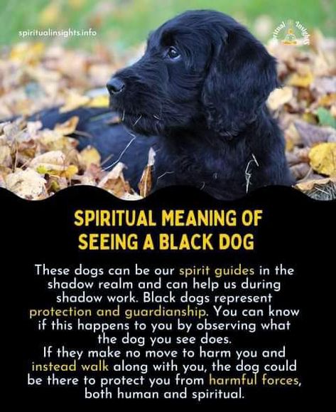 Black Dog Spiritual Meaning, Dog Spirit Animal Meaning, Dog Spiritual Meaning, Dog Spirit, Spiritual Animals, Soul Dog, Small Black Dog, What Is A Soul, Dark Night Of The Soul