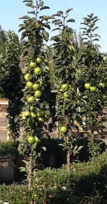 Green Columnar Apple Tree for Sale | Fast-Growing-Trees.com Columnar Apple Tree, Corridor Garden, Orchard Ideas, Trees Nursery, Growing Trees, Columnar Trees, Hungarian Food, Fruits Images, Tree Nursery