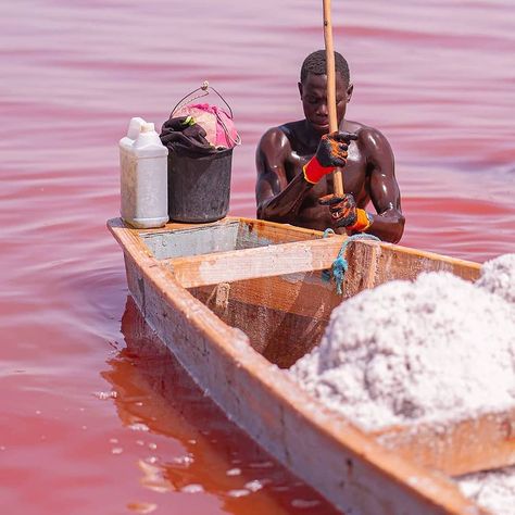 Worker harvesting salt from the Pink Lake, Dakar. Lake Retba Senegal, Lake Retba, Senegal Africa, Pan Africanism, Pink Lake, Salt Of The Earth, Africa Art, African Diaspora, West Indies