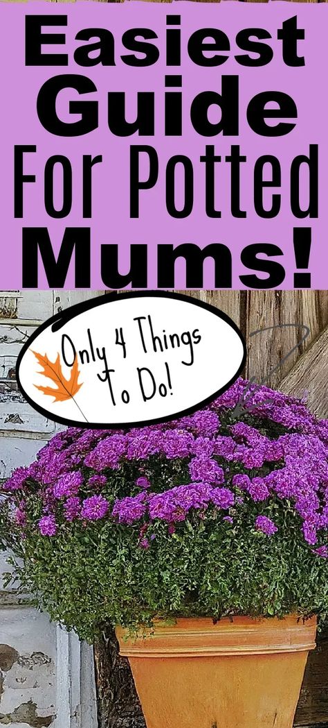 If you want to know how to take care of fall mums, these are the only potted mums care ideas you need. This is great for fall mum planters on front porches and mums displays. Planting mums doesn't have to be hard. These four tips will keep your fall mums healthy are season Planting Mums In Pots, Mum Planters Front Porches, Mum Planters, Garden Mums, Fall Flower Pots, Potted Mums, Caring For Mums, Planting Mums, Purple Mums