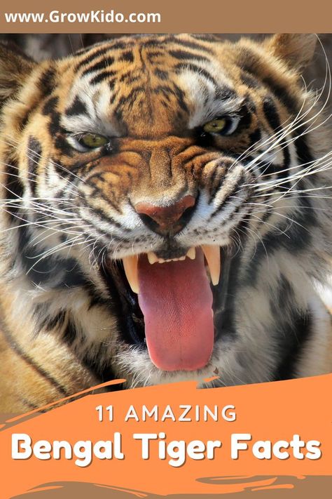 11 Interesting & fun facts about Bengal Tiger that will surely be going to surprise you. Bengal Tigers Fact- 10 is the most amazing one. Tiger Facts For Kids, Interesting Fun Facts, Tiger Facts, Facts For Kids, Bengal Tiger, Endangered Animals, Cute Little Animals, Facts About, Tigers