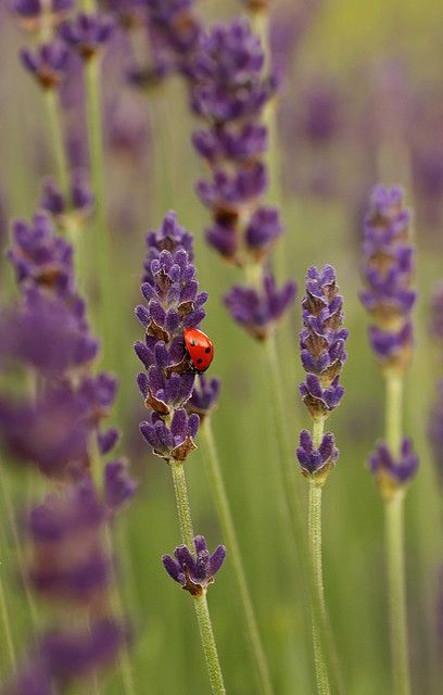 Wreath Tattoo, Plant Bugs, Collage Art Projects, Lavender Tea, Flower Texture, Lavender Plant, Lovely Lavender, Lavandula Angustifolia, Tea Garden