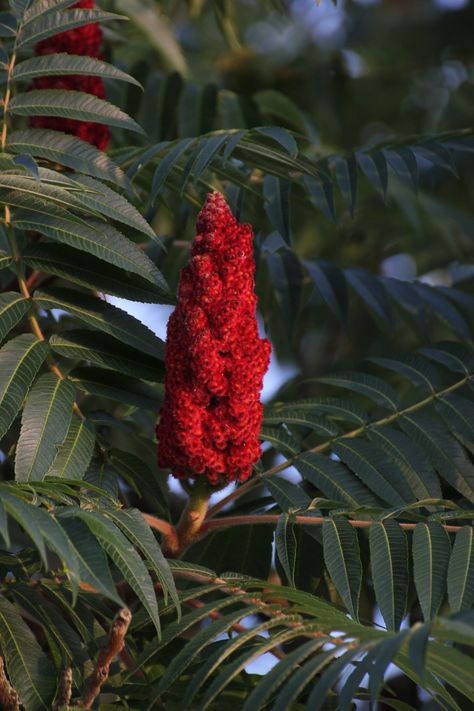 Staghorn Sumac - Rhus Typhina | Deciduous Shrubs | Cold Stream Farm Sumac Plant, Rhus Typhina, Staghorn Sumac, Low Maintenance Plants, Types Of Soil, Native Plants, Small Garden, Lawn Care, Bright Green