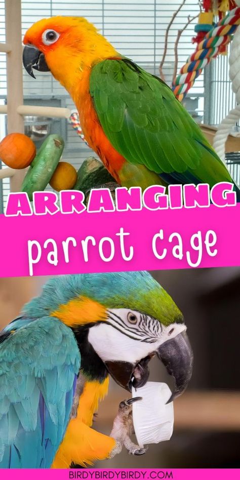 Tips and Tricks for Arranging Your Birds Cage - DIY Bird cage accessory ideas. How to arrange your parrots cage.

Best thing to add to a pet bird cage. Parakeet cage ideas, African grey cage ideas, Cockatoo cage ideas, Macaw DIY toys. DIY cage accessories for a bird. Best ideas for pet birds. Parakeet Cage Ideas, African Grey Parrot Toys, Cockatoo Toys, Macaw Cage, Conure Cage, Diy Bird Cage, Birds Cage, Parakeet Cage, Pet Bird Cage