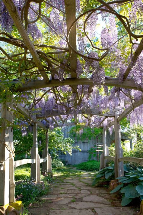 Production Kitchen, Novia Scotia, Garden Labyrinth, Tangled Garden, Wisteria Trellis, Flowers Architecture, East Coast Canada, Wisteria Pergola, Nova Scotia Travel