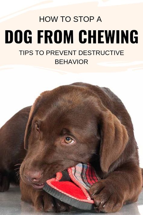 Stop Dog Chewing, Dog Behavior Training, Easiest Dogs To Train, Dog Behavior Problems, Basic Dog Training, Dog Training Advice, Dog Brain, Puppy Training Tips, Best Dog Training