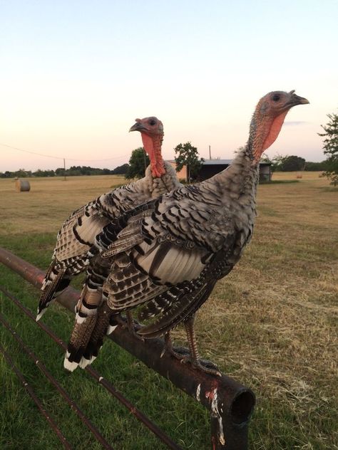 Narragansett turkeys, 4 months old, MyChickSheila on backyardchickens.com Narragansett Turkey, Turkey Breeds, Farming Land, Mountain Property, Turkey Bird, Barn Animals, Farming Business, 4 Months Old, Guinea Fowl