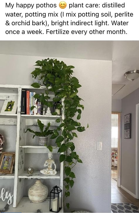 Pothos Plant Care, Orchid Bark, Pothos Plant, Potting Soil, Visual Novel, Plant Care, Corner Bookcase, Bookshelves, Orchids