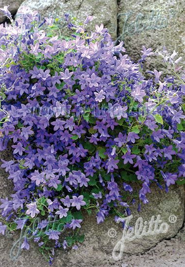 CAMPANULA portenschlagiana Portion(s) Campanula Portenschlagiana, Ground Covers, Purple Garden, Violet Flower, Flowers Perennials, Ground Cover, The Deal, Rock Garden, Flower Seeds