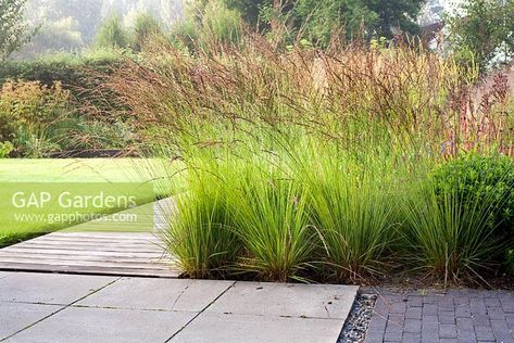 Molinia caerulea 'Edith Dudszus'.   Credit: GAP Photos/Robert Mabic Molinia Caerulea Edith Dudszus, Molinia Edith Dudszus, Molinia Caerulea, Gardens Illustrated, Ornamental Grass, Grasses Landscaping, Planting Design, Grasses Garden, Garden Design Plans