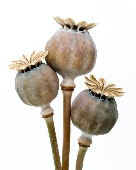 Poppy Seed Pods, Seed Dispersal, Leaf Skeleton, Poppy Pods, Wire Sculptures, Growth And Decay, Australian Native Flowers, Seed Pod, Watercolor Projects