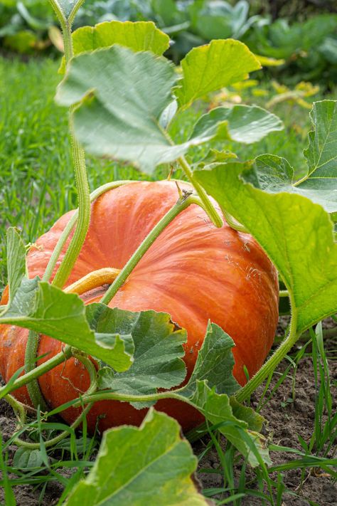 If you live in a small space and want to grow pumpkins, this article is for you. We are going over some clever ideas to help you grow pumpkins in containers if you have limited space. You may not be able to grow a jumbo pumpkin, but you can grow minis and pie pumpkins right at your doorstep if you follow all the steps we included. Even if you are a beginner gardener this is a gardening project you can do! Pumpkin Garden Aesthetic, Growing Pumpkins In Containers, Pumpkins In Containers, Pumpkin Background Wallpapers, Growing Pumpkin, Pumpkins Growing, How To Grow Pumpkins, Pumpkin With Leaves, Pumpkin Plants