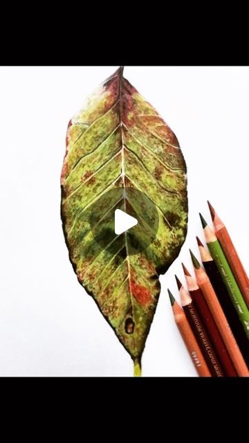 Jennifer Morrison on Instagram: "Drawing an Autumn Leaf. 🍁 . . . . . #coloredpencil #coloring #coloredpencil_art #botanicalcoloredpencil #drawing #autumnleaf #drawingtimelapse #coloredpencil_art #coloredpencilpainting #prismacolor #polychromos #luminance #strathmorepaper #gamsol #botanicalart #blickartmaterials" Colored Pencil Leaves, Leaf Colored Pencil Drawing, How To Color Leaves With Colored Pencils, How To Color Fall Leaves With Colored Pencils, Coloring Leaves With Prismacolor, 2023 Drawing, Instagram Drawing, Jennifer Morrison, October 23